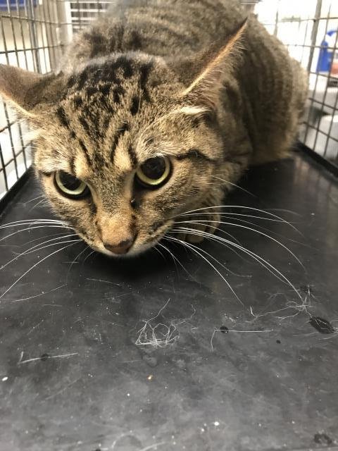 YOGI BEAR - Domestic Short Hair available for adoption