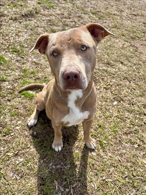 A424694 - Pit Bull Terrier available for adoption