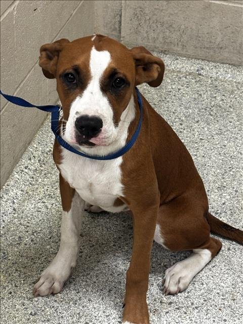 PATTYCAKE - Boxer available for adoption