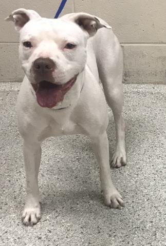 LU-LU - Pit Bull Terrier available for adoption
