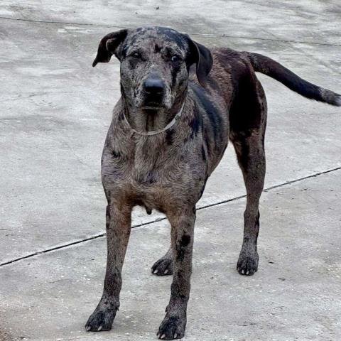 OLIVIA - American Pit Bull Terrier available for adoption