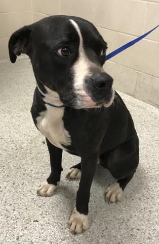 CALLOWAY - Pit Bull Terrier / Boxer available for adoption