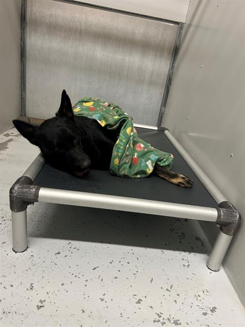 SHADOW - German Shepherd Dog available for adoption