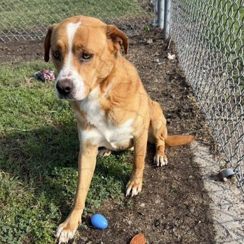 REGIS - Labrador Retriever available for adoption