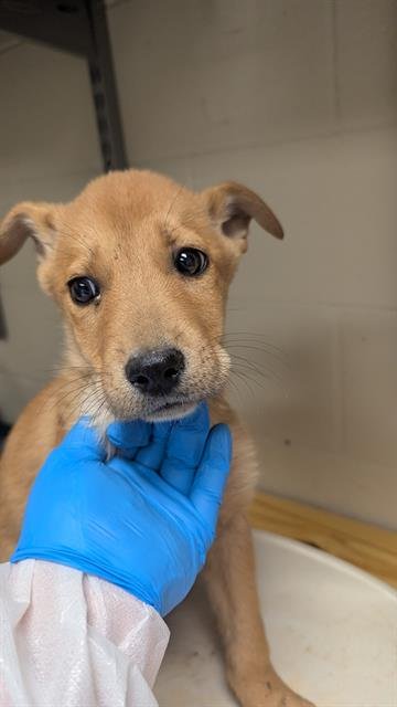 A424621 - Labrador Retriever available for adoption