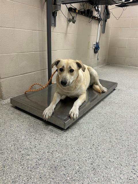 A424815 - Labrador Retriever available for adoption