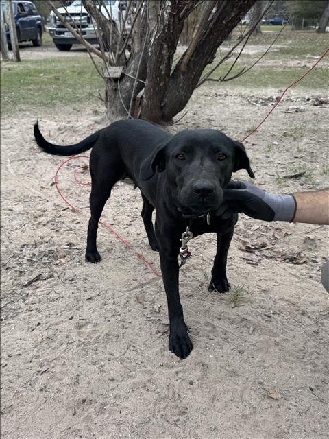 SANDRA - Black and Tan Coonhound available for adoption