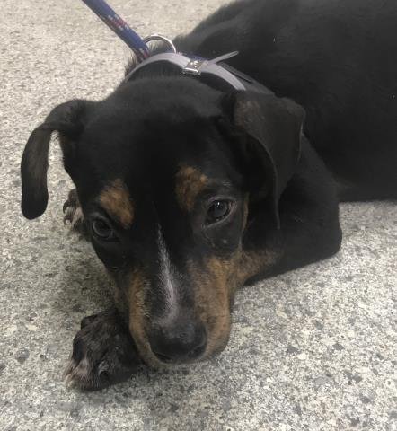 A429650 - Plott Hound available for adoption