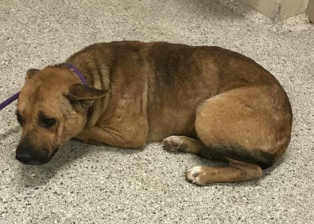 A424732 - Pit Bull Terrier available for adoption