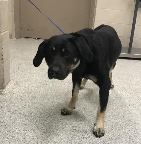 JONES - Rottweiler / Labrador Retriever available for adoption