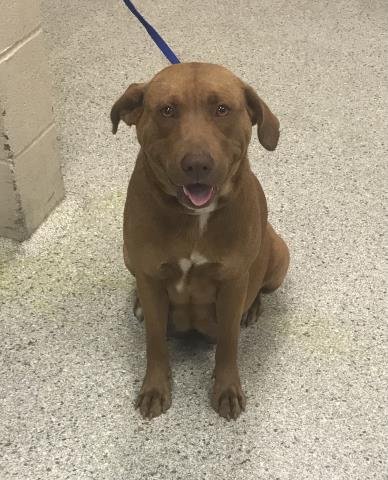 SAILOR MOON - Labrador Retriever available for adoption