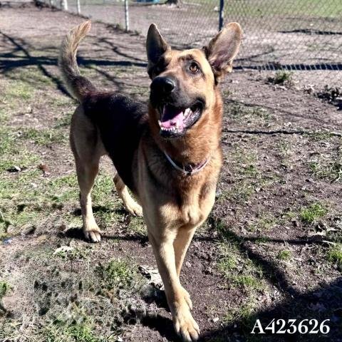 HUDSON - German Shepherd Dog available for adoption