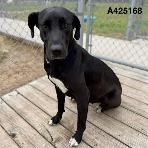 NICOLE - Great Dane available for adoption