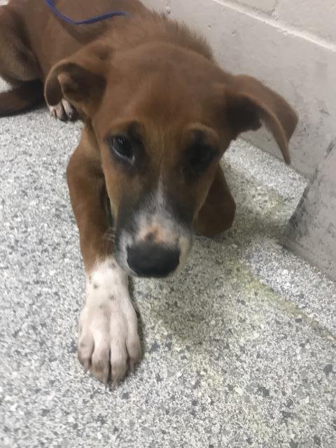 HOGAR - German Shepherd Dog / Australian Cattle Dog/Blue Heeler available for adoption