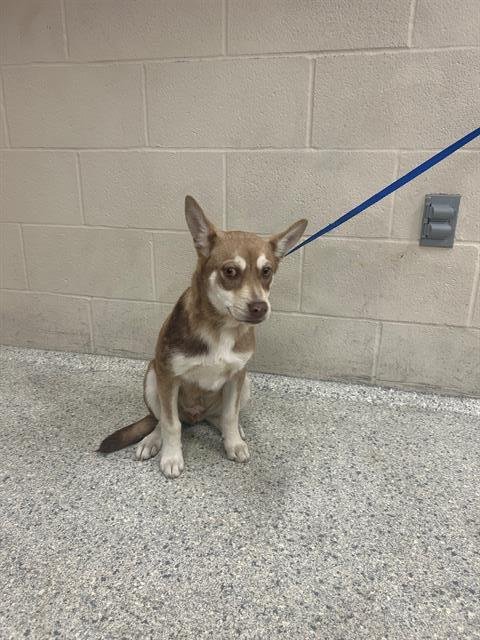 PEANUT - Siberian Husky available for adoption