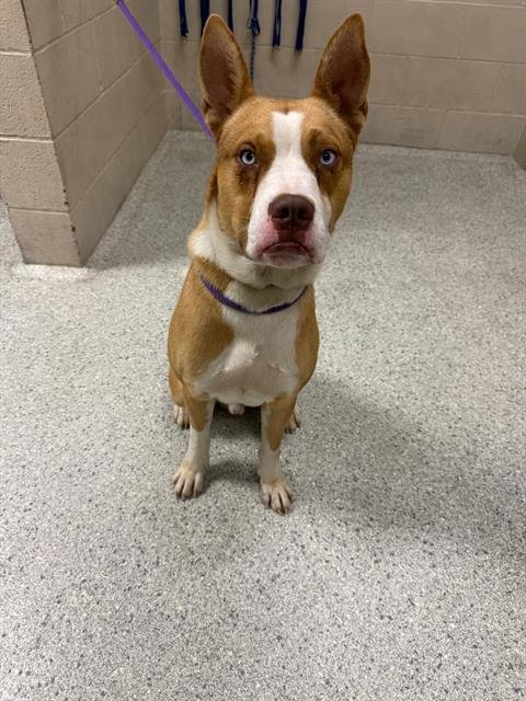 DONALD - Pit Bull Terrier / Siberian Husky available for adoption