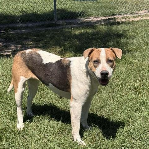 CARLY - Labrador Retriever / Pit Bull Terrier available for adoption