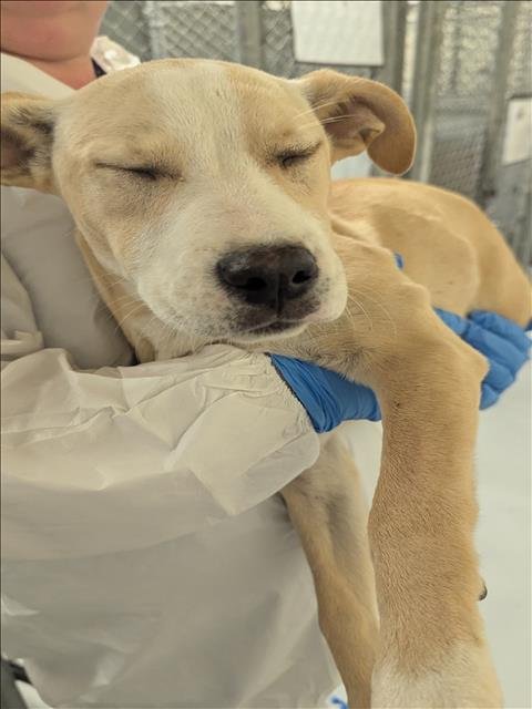 BOURBON - Labrador Retriever available for adoption