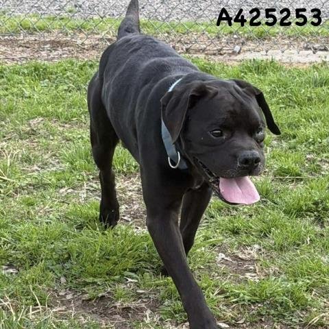 HANK - Boxer available for adoption