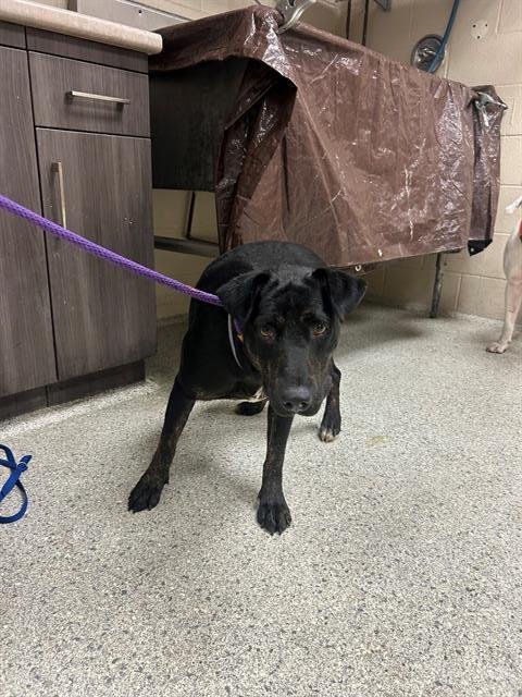 GEMMA - American Pit Bull Terrier available for adoption