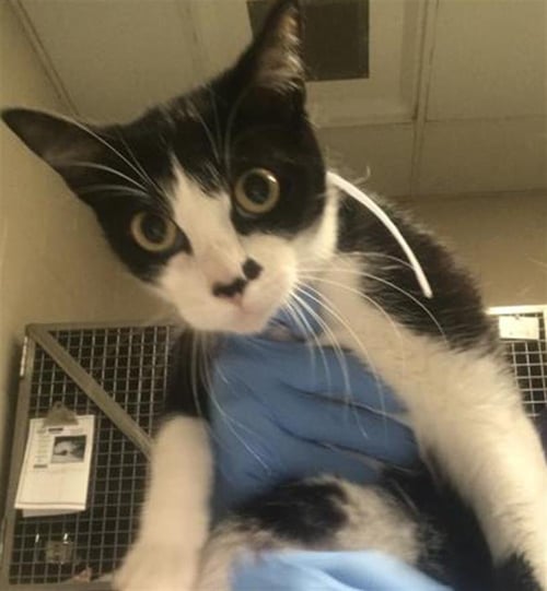 SUSHI - Domestic Short Hair available for adoption