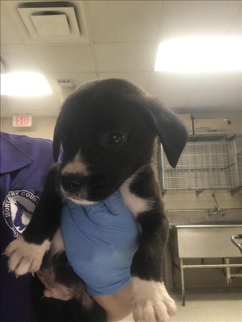 THEODORE - Labrador Retriever available for adoption