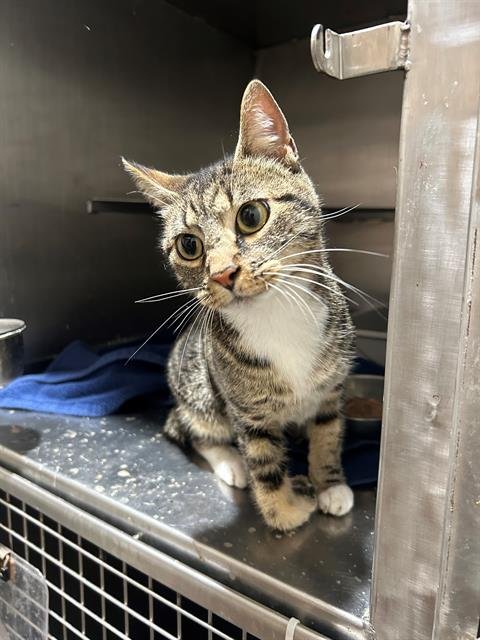 SCRUCHIE - Domestic Short Hair available for adoption