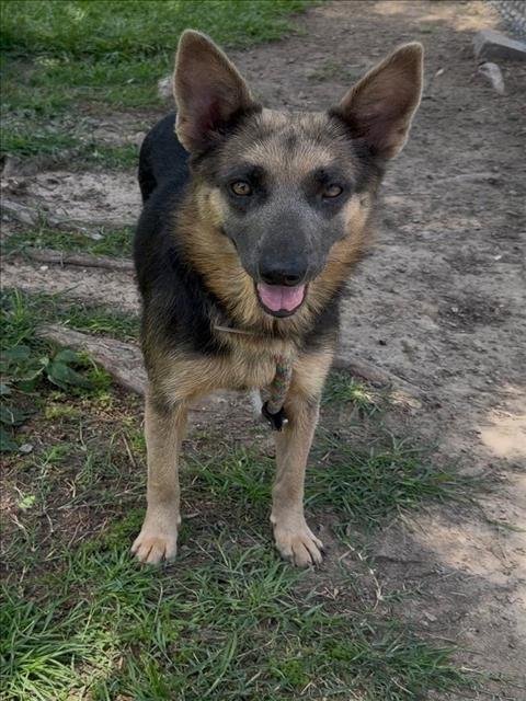 LAVERNE - German Shepherd Dog available for adoption