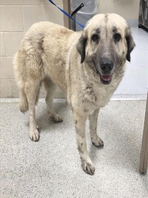 CANDY - Anatolian Shepherd available for adoption