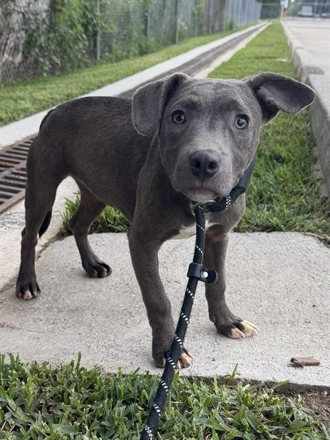 MEREDITH - Pit Bull Terrier available for adoption