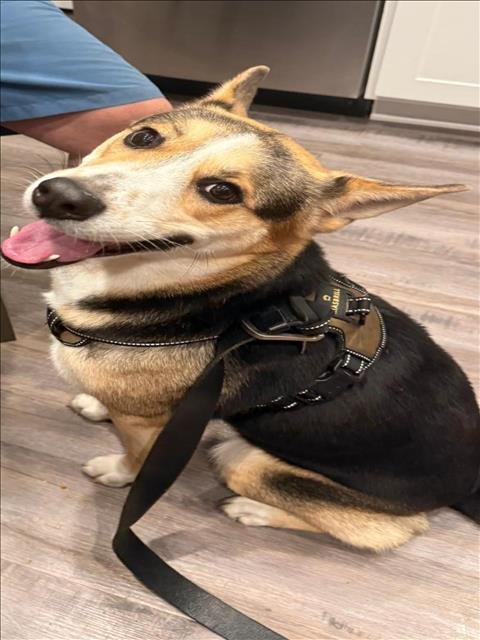 PENELOPE - Australian Cattle Dog/Blue Heeler / German Shepherd Dog available for adoption