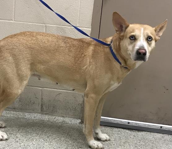 NATALIE - Labrador Retriever available for adoption