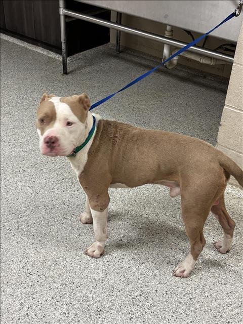 RHODEY - Pit Bull Terrier available for adoption