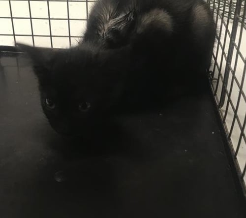 FLEECE - Domestic Short Hair available for adoption