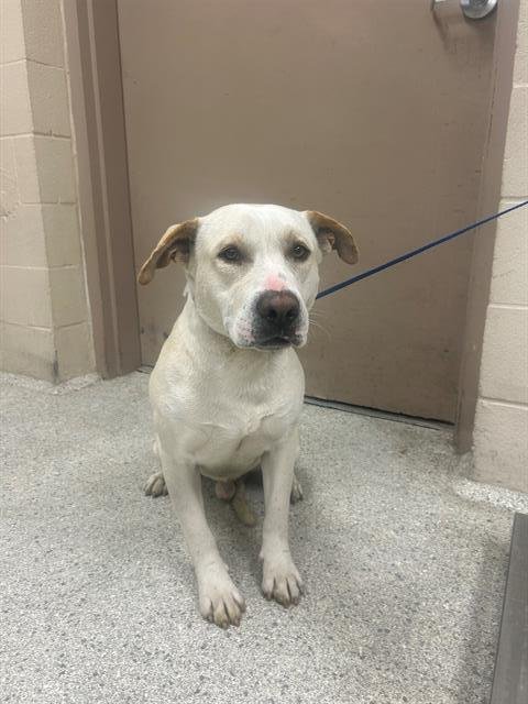 DUFFY - American Pit Bull Terrier available for adoption