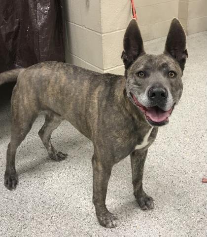 MONSTRUO - Pit Bull Terrier available for adoption