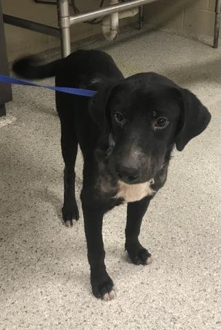 BLUEY - Labrador Retriever available for adoption