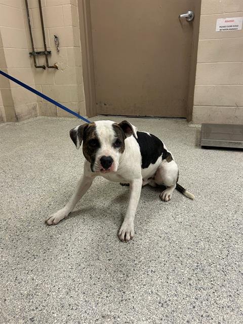 WRANGLER - American Pit Bull Terrier available for adoption