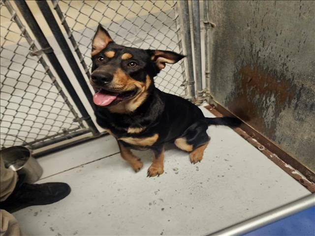 SULLY - Rottweiler / German Shepherd Dog available for adoption