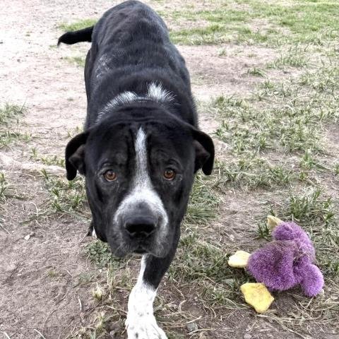 BAUER - Pit Bull Terrier available for adoption
