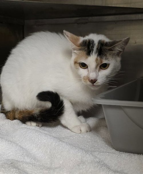 A429170 - Domestic Short Hair available for adoption