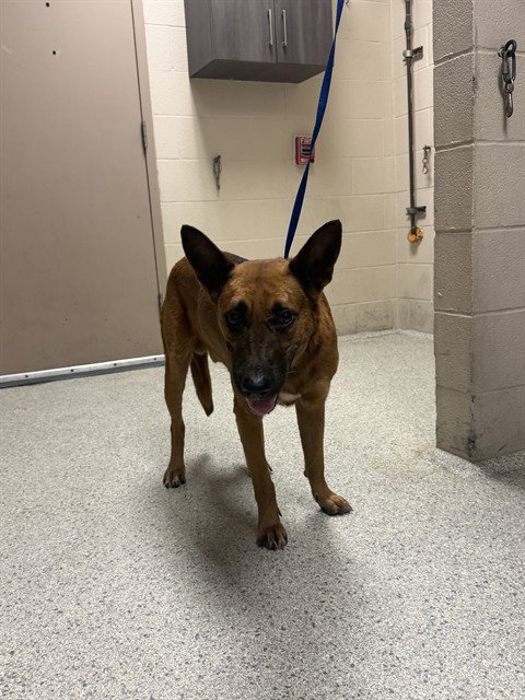 LINK - German Shepherd Dog available for adoption