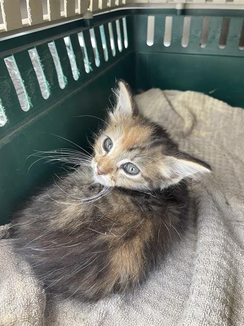 OPOSSUM - Domestic Medium Hair available for adoption