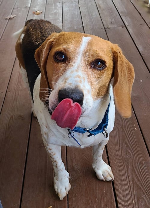 FREDDIE MERCURY - Beagle for adoption in Atlanta