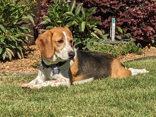 FREDDIE MERCURY - Beagle available for adoption