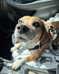 Murphy-ADOPTED - Photo 2