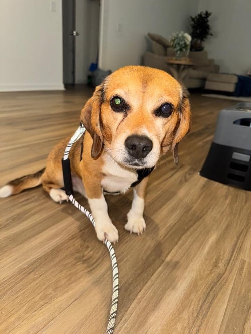 MURPHY-ADOPTED - Beagle for adoption in Atlanta