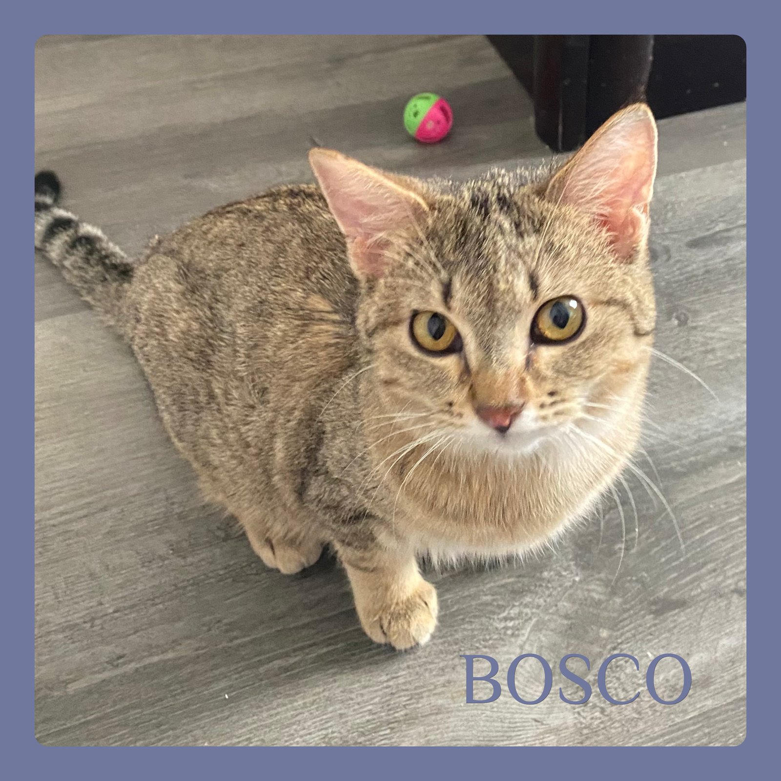 BOSCO - Tabby available for adoption