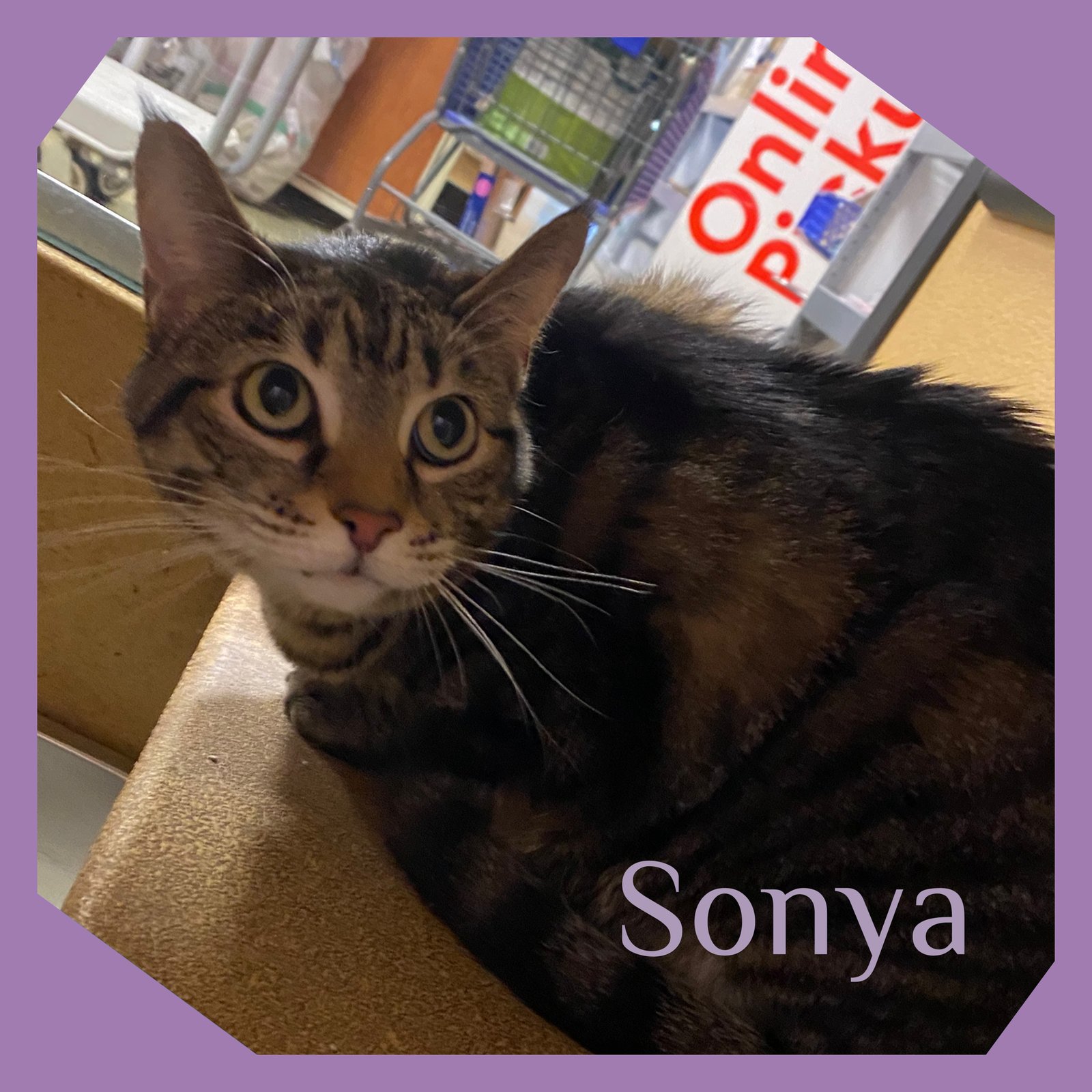 SONYA - Tabby available for adoption