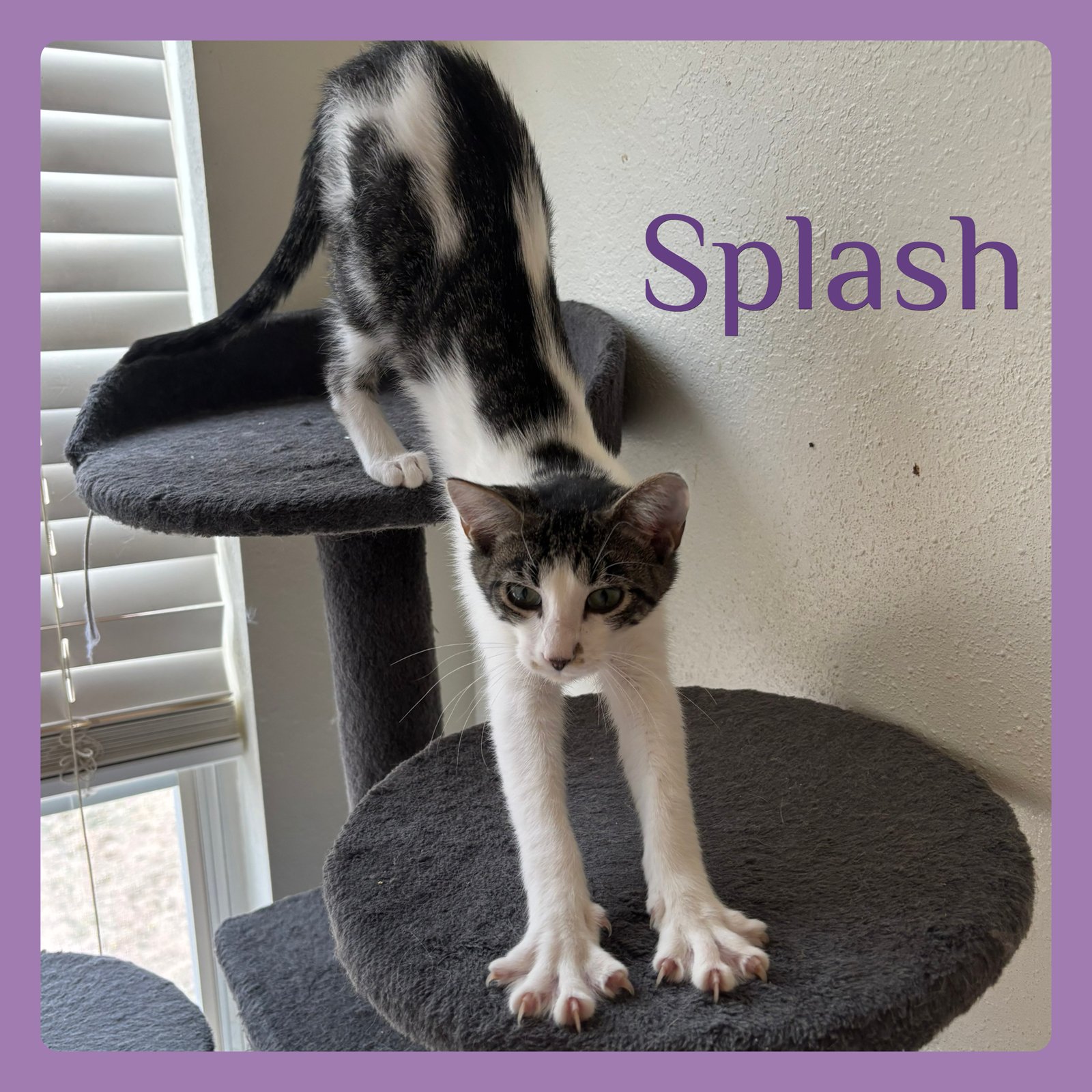 SPLASH - Tabby available for adoption